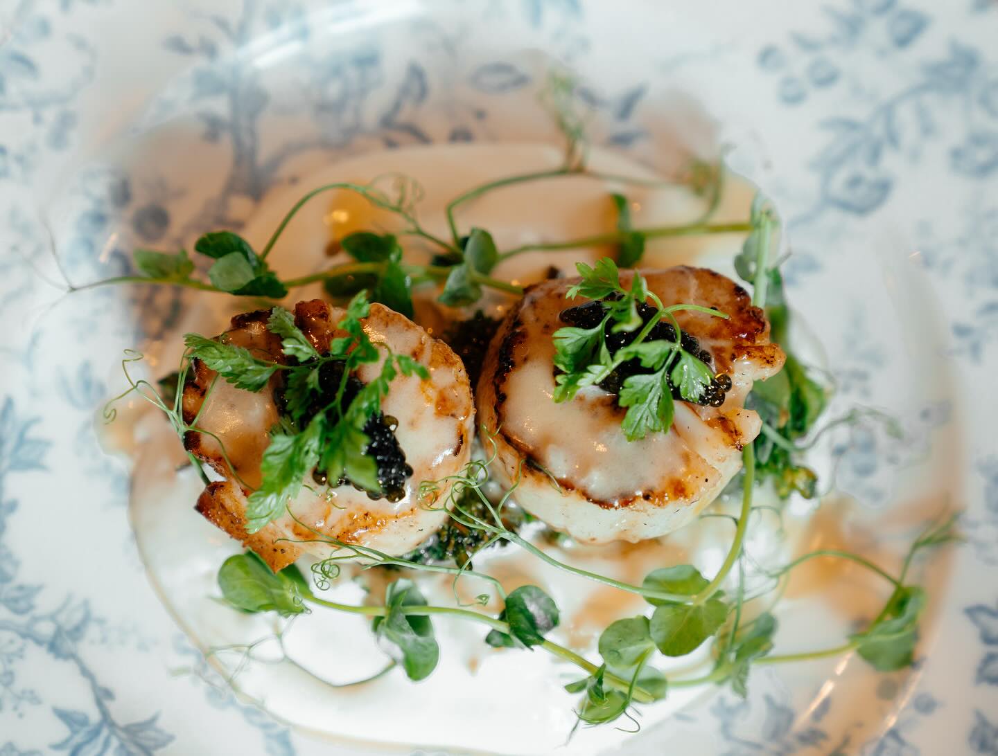 Seared scallops with caviar and pea shoots on blue and white china
